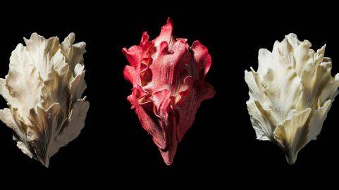 Tulipan